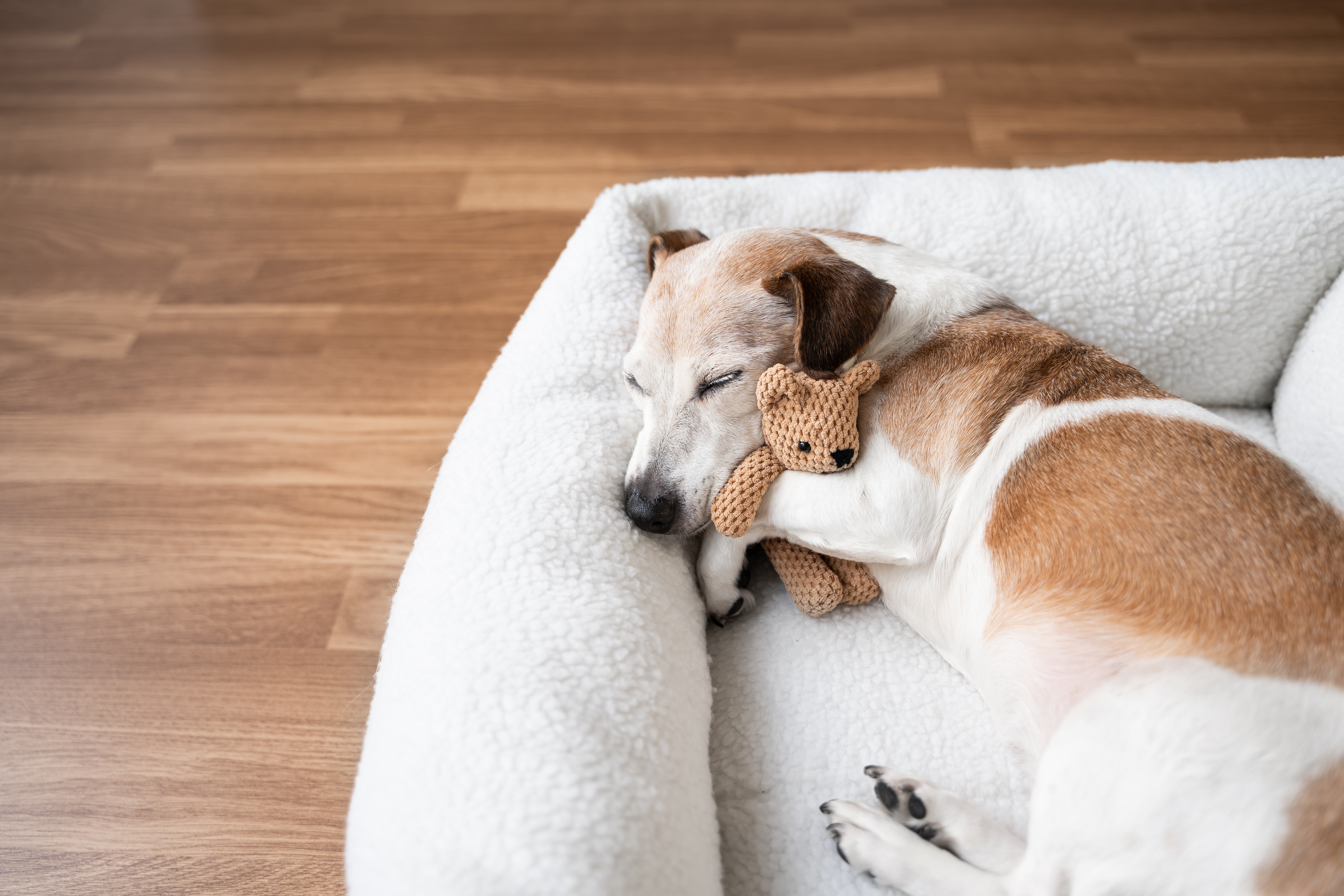 Senior Pet Care: How to Keep Your Aging Dog or Cat Comfortable & Pain-Free